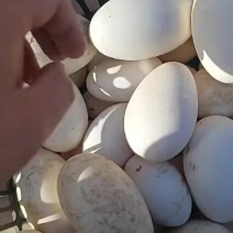 鹅蛋