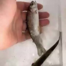 虹鳟鱼苗