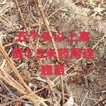 五年连翘苗价格