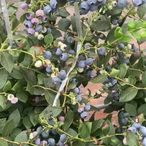 蓝莓