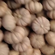 盘龙南瓜
