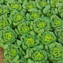 乌塌菜待售