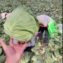 云南绿甘蓝圆白菜小铁头大量供应对接各种渠道欢迎联系