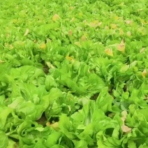 云南小叶芥菜，通货，单颗0.5-2.5斤