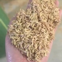 稻壳
