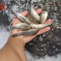 加州优鲈5－7公分