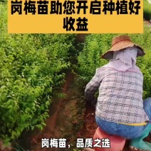 岗梅苗种苗苗木产地直销量大从优可视频看货，对接