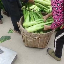 棒菜