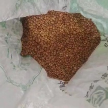 水果型凉薯种子