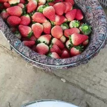 大量下果，质量保证