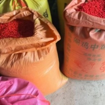 草珊瑚