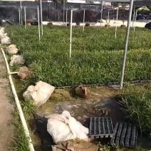 良种黑木相思树苗