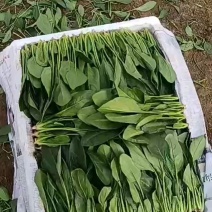 精品菠菜***********