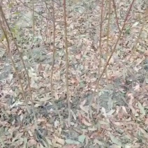 山东红叶碧桃/基地直发/质量三包全国供应批发