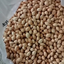 野生白果
