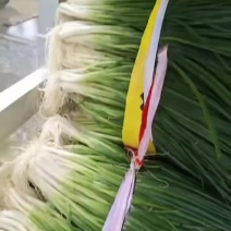 小葱
