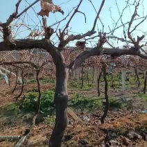 清地处理3-8公分葡萄树