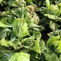 大白菜批发