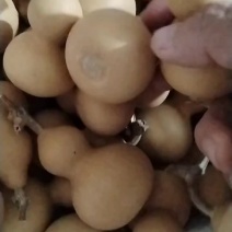 葫芦