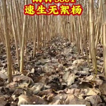 南林3804无絮速生杨