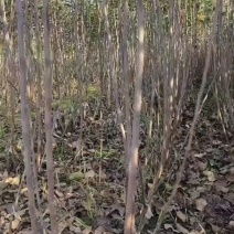 苹果苗