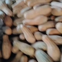 蜜本南瓜，牛腿瓜