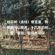 桂花树