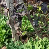 巍山露天鲜贡菜统货1200亩基地直供—市场货