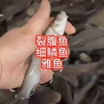 雅鱼鱼苗（冷水鱼）