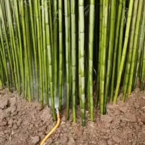 基地大量出售2-10公分青竹