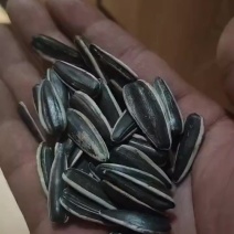 产地瓜子10吨现货