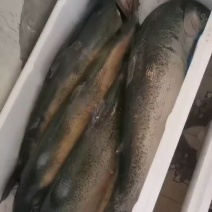 青海龙羊峡冰鲜三文鱼