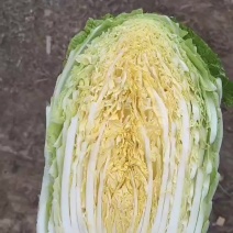 河南白菜大量现货对接市场档口商超品质保证诚信经营欢迎选购