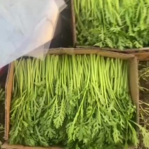 【小叶茼蒿】江苏小叶茼蒿/淮安茼蒿/对接全网质量三包