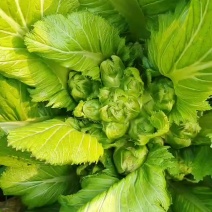需要儿菜的联系，基地货