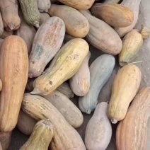 湖北蜜本南瓜