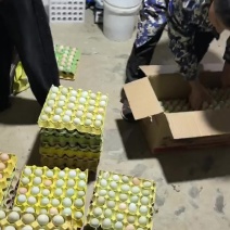 散养绿壳土鸡蛋乌鸡蛋溜达鸡蛋货源充足，量大从优