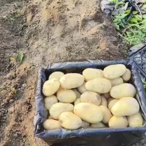 土豆