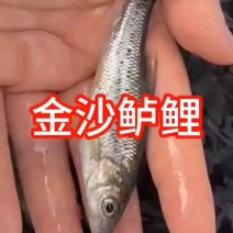 金沙鲈鱼鲤6-8公分