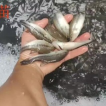 加州优鲈鱼苗