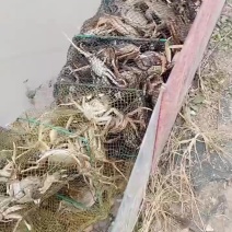 精品大闸蟹