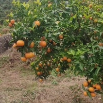 沙糖桔