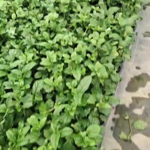 钦密9号百香果嫁接苗