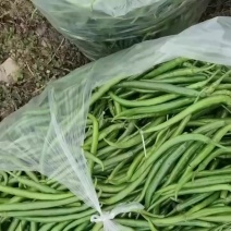 精品大棚辣椒
