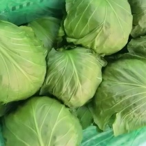 《推荐》河北甘蓝圆包菜基地直发对接商超团购电商一条龙