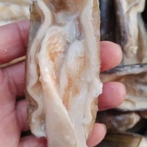 蛏子