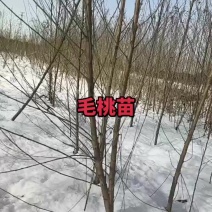 桃树
