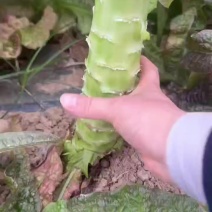 莴笋