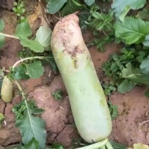青皮大萝卜