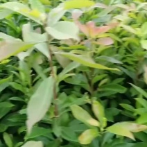 大量供应一年生木荷杯苗地苗